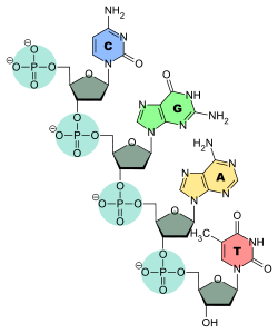 Structure d'un brin d'ADN. Les quatre bases nucléiques C, G, A et T sont liées à une chaîne poly(2-désoxy-D-ribose-5-phosphate).