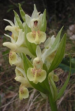  Orchis sureau (forme blanche)