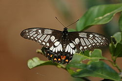   Papilio anactus