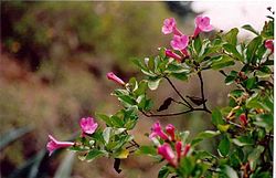 Delostoma roseum syn. D. integrifolium. Hacienda Pitunilla (Ayacucho - Pérou). Altitude: 3000 m