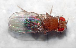  Vue dorsale de Drosophila melanogaster