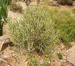  Euphorbia aphylla
