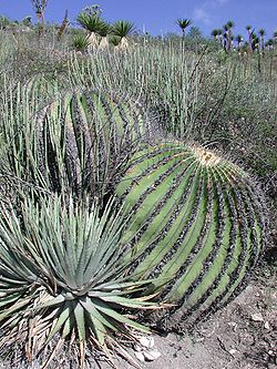  Echinocactus platyacanthus dans son habitat naturel