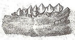  Dents et fragment de mâchoire d'un Echinodon