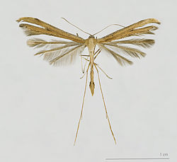  Emmelina monodactyla