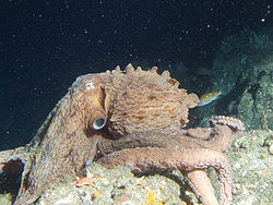  pieuvre géante du pacifique (Enteroctopus dofleini)