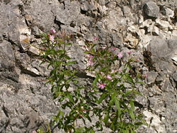  Épilobe des montagnes (Epilobium montanum)