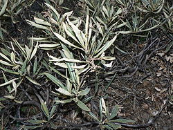  Eriodictyon californicum