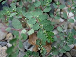  Euphorbe prostrée (Euphorbia prostrata)