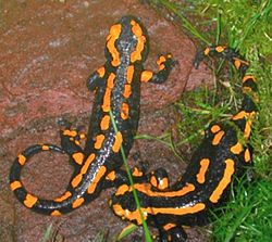  Salamandra salamandra