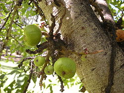  Ficus racemosa