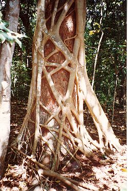  Ficus watkinsiana