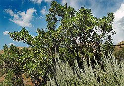  Quercus gambelii