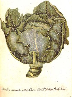 Georg Dionysius Ehret (1708-1770), planche botanique représentant un chou, « Brassica capitata alba, Chou blond »