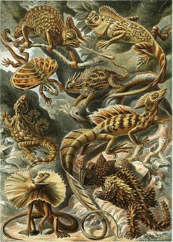  Les lézards de Ernst Haeckel