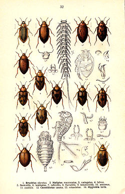  Haliplidae (Haliplidae species from Reitter 1909)