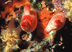 Ascidie rouge (Halocynthia papillosa)