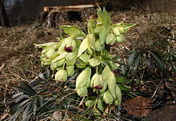  Plant de Helleborus foetidus