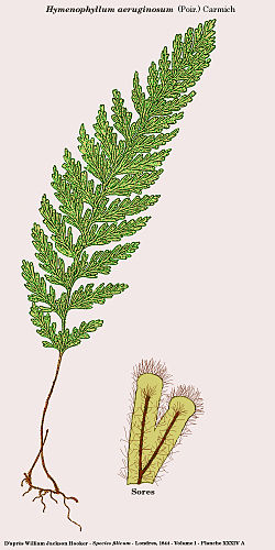  Hymenophyllum aeruginosum