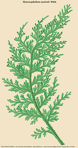  Hymenophyllum australe