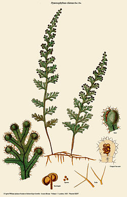  Hymenophyllum caespitosum