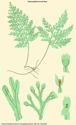  Hymenophyllum erosum