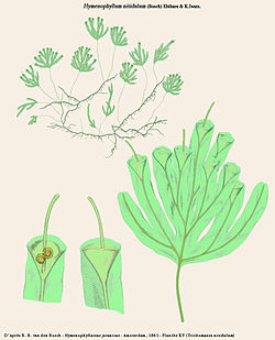  Hymenophyllum nitidulum