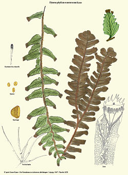  Hymenophyllum tomentosum