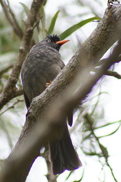  Le Bulbul de la Réunion est un oiseau forestier qui fréquente notamment les tamarinaies comme celle de la forêt de Bélouve.