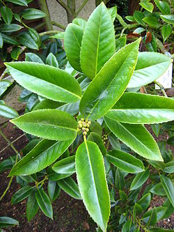  Ilex latifolia