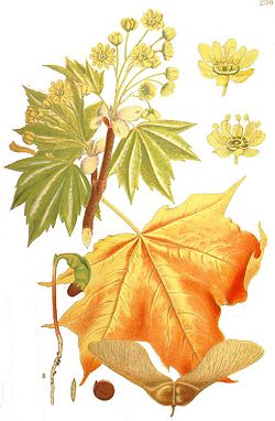  Acer platanoides