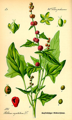  Chenopodium capitatum