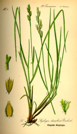  Danthonia decumbens