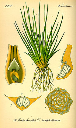  Isoëtes lacustris L.'
