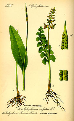  Ophioglossum vulgatum, à droite Botrychium lunaria, à gauche
