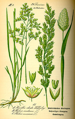  Phalaris arundinacea (au milieu)