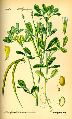  Trigonella foenum-graecum, le fenugrec