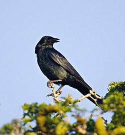  Corneille du Mexique (Corvus imparatus)