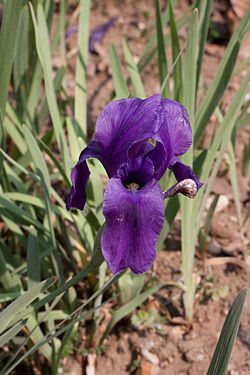  Iris hoogiana