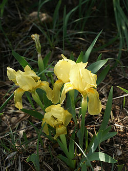  Iris jaunâtre