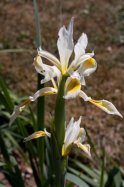  Iris orientalis