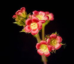  Fleurs de Jatropha gossypiifolia