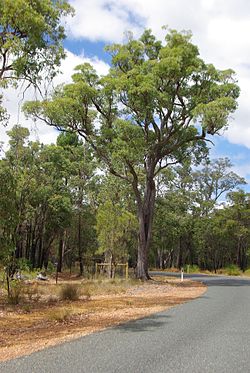  Eucalyptus marginata