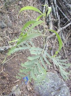 Jeune plant de koa avec phyllodes et feuilles composées