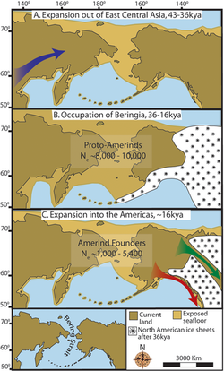 "Three maps of prehistoric America. (A)  then gradual population expansion of the Amerind ancestors from their East Central Asian gene pool (blue arrow). (B) Proto-Amerind occupation of Beringia with little to no population growth for ≈20,000 years. (C) Rapid colonization of the New World by a founder group migrating southward through the ice free, inland corridor between the eastern Laurentide and western Cordilleran Ice Sheets (green arrow) and/or along the Pacific coast (red arrow). In (B), the exposed seafloor is shown at its greatest extent during the last glacial maximum at ≈20–18 kya [25]. In (A) and (C), the exposed seafloor is depicted at ≈40 kya and ≈16 kya, when prehistoric sea levels were comparable.  A scaled-down version of Beringia today (60% reduction of A–C) is presented in the lower left corner. This smaller map highlights the Bering Strait that has geographically separated the New World from Asia since ≈11–10 kya."