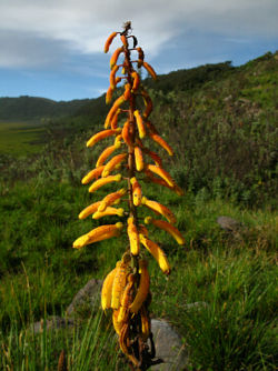 Kniphofia thomsonii, Olmoti, Tanzanie