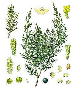  Juniperus sabina