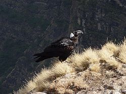  Corbeau corbivau (Corvus crassirostris)