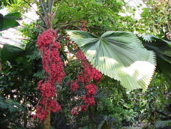  Palmier cuillère  (Licuala grandis)