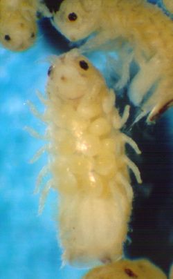   Limnoria sp., femelle portant des œufs dans lachambre incubatrice à la face ventraledu thorax.